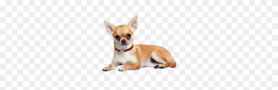 Chihuahua Lying Down, Animal, Canine, Dog, Mammal Png Image