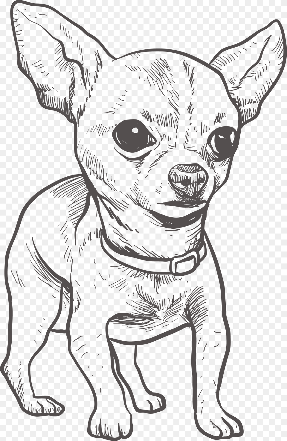 Chihuahua Puppy Drawing Illustration, Animal, Mammal, Canine, Pet Png