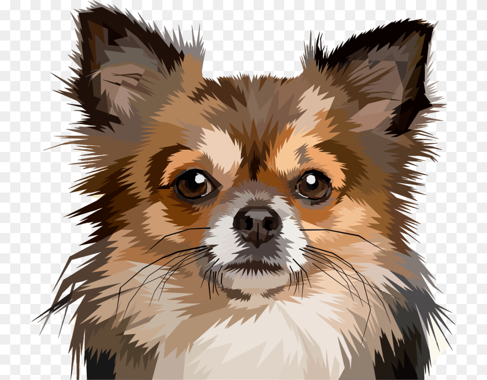 Chihuahua Puppy Pomeranian Pet Papillon Dog Funny Memes Of Chihuahuas, Animal, Canine, Mammal, Person Free Transparent Png
