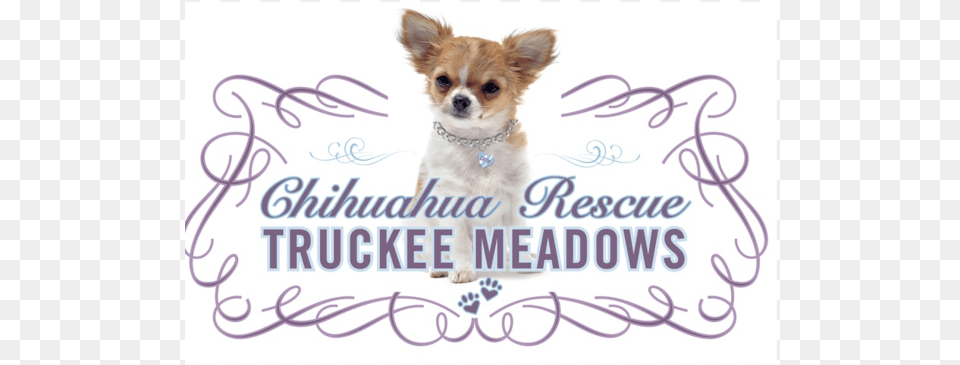 Chihuahua Rescue Truckee Meadows Inc, Animal, Canine, Dog, Mammal Png