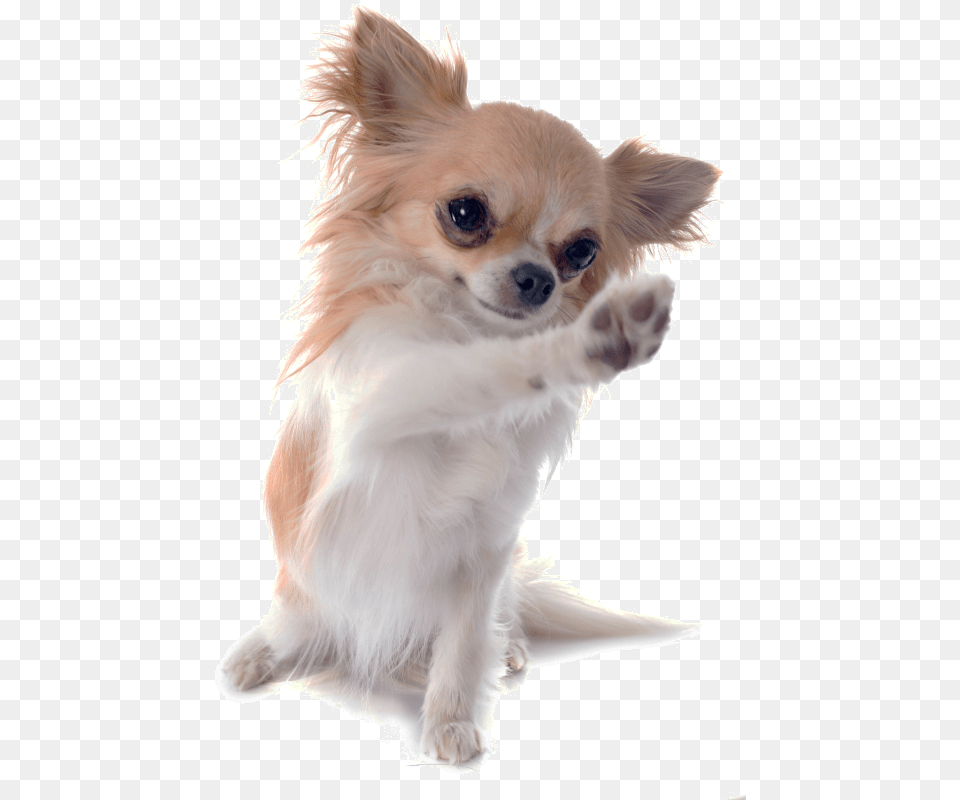 Chihuahua Russell Chinese Breed Dog Imperial Jack Clipart, Animal, Canine, Mammal, Pet Free Transparent Png