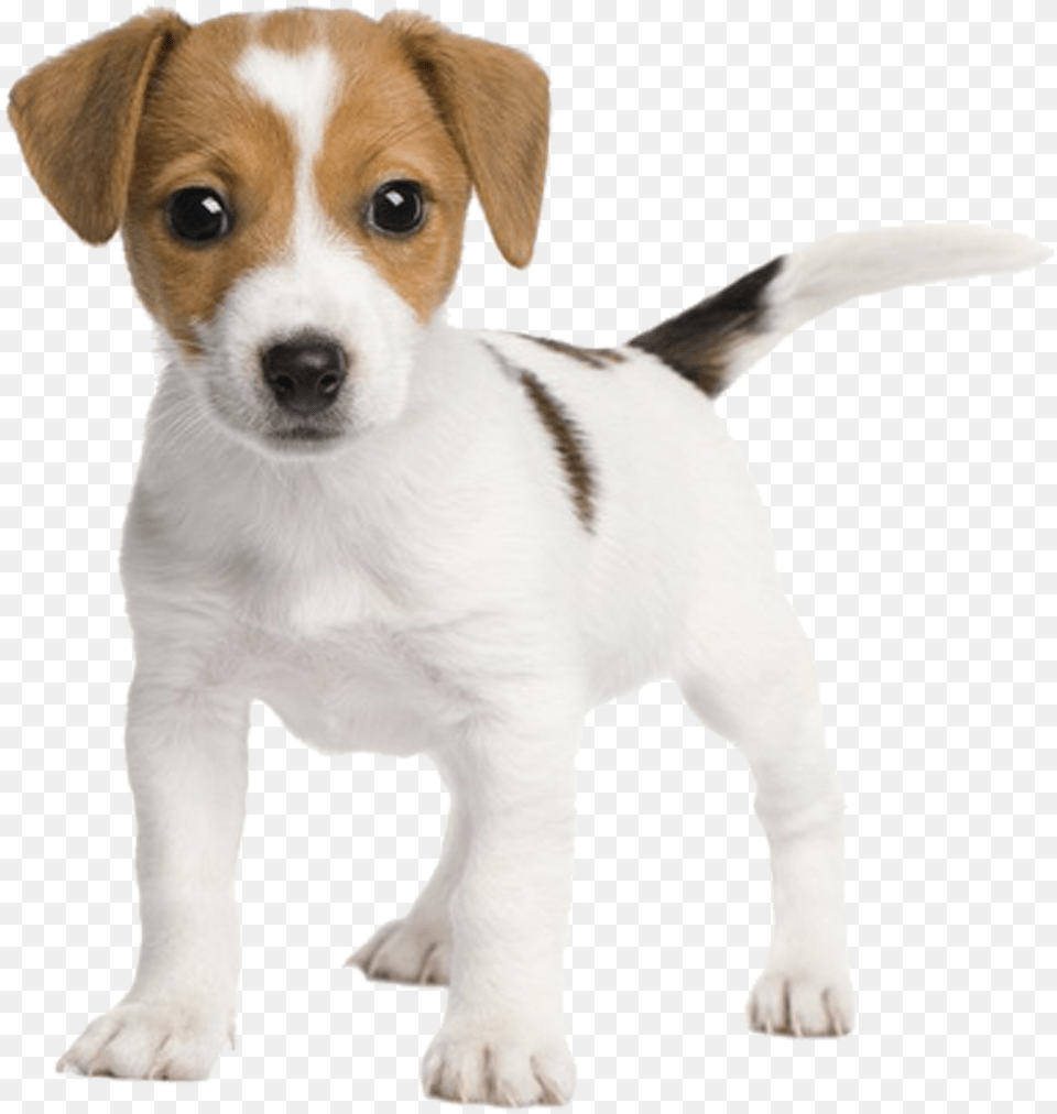 Chihuahua Russell Fox Miniature Rat Jack Bull Clipart Jack Russell Terrier Puppy, Animal, Canine, Dog, Mammal Free Png
