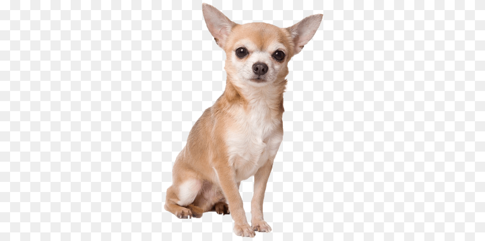 Chihuahua Sitting, Animal, Canine, Dog, Mammal Free Png