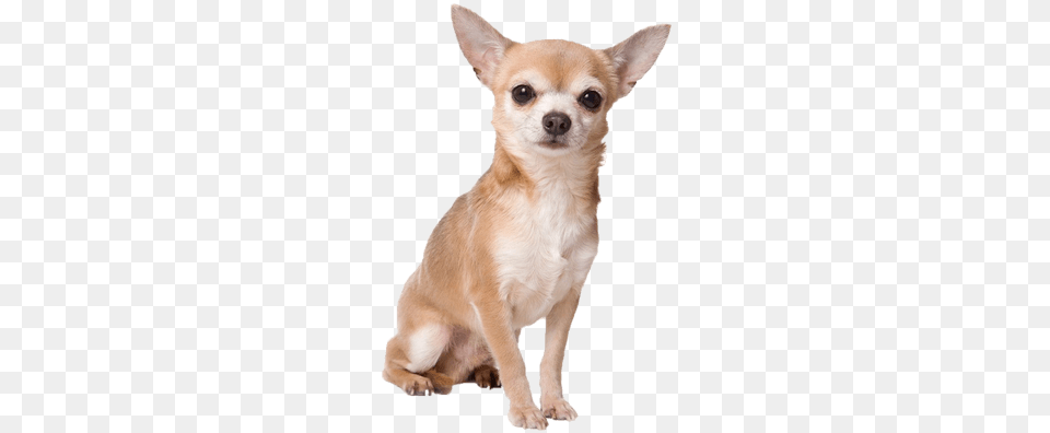 Chihuahua Sitting Chihuahua, Animal, Canine, Dog, Mammal Free Png Download