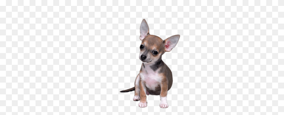 Chihuahua Small, Animal, Canine, Dog, Mammal Png