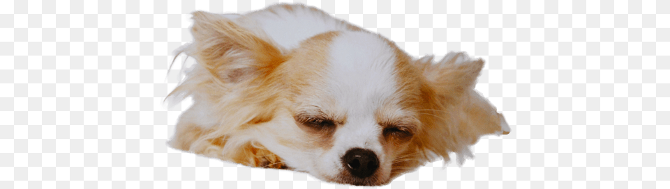Chihuahua Temperament Character, Animal, Canine, Dog, Mammal Png Image