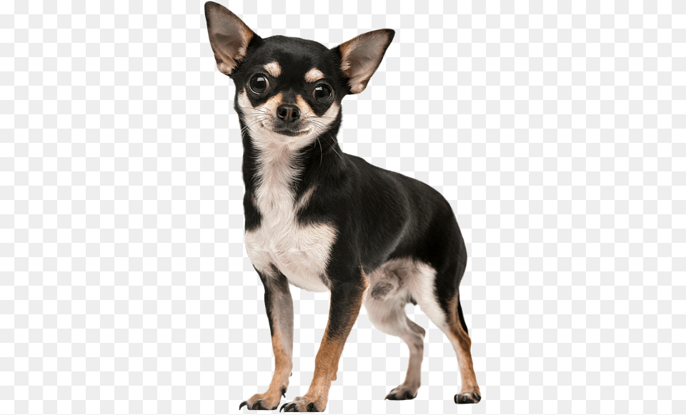 Chihuahua Tote Bag Chihuahua Sticker, Animal, Canine, Dog, Mammal Free Png