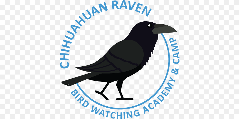 Chihuahuan Raven Fish Crow, Animal, Bird, Blackbird, Jay Free Transparent Png