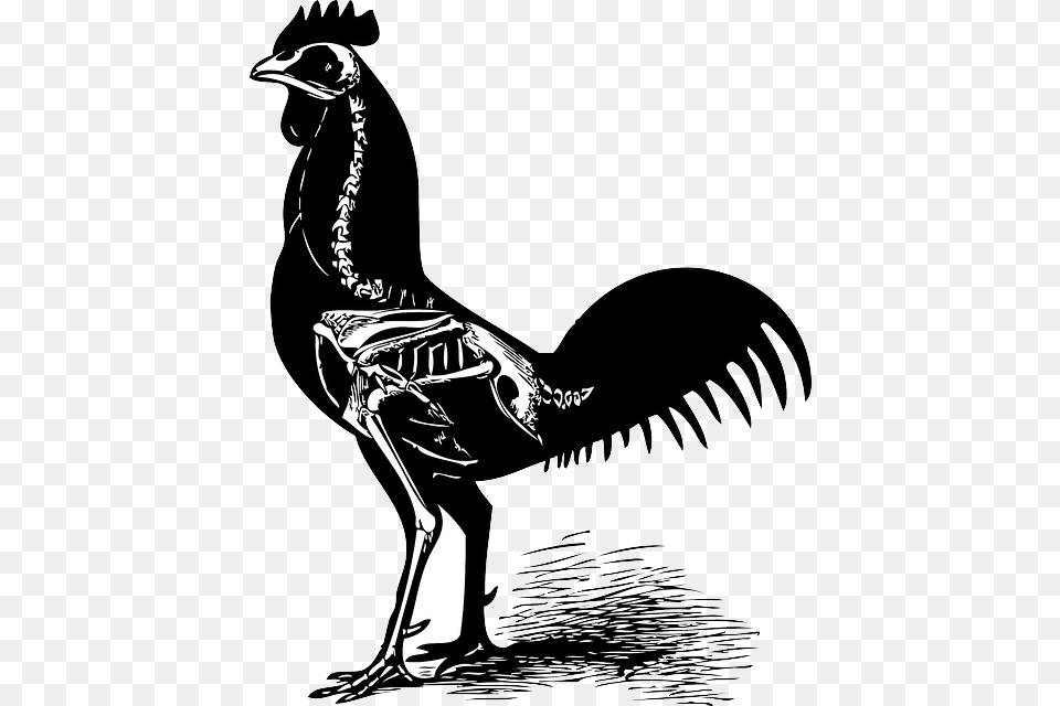 Chiken Chicken Skeleton, Stencil, Animal, Bird, Silhouette Png Image
