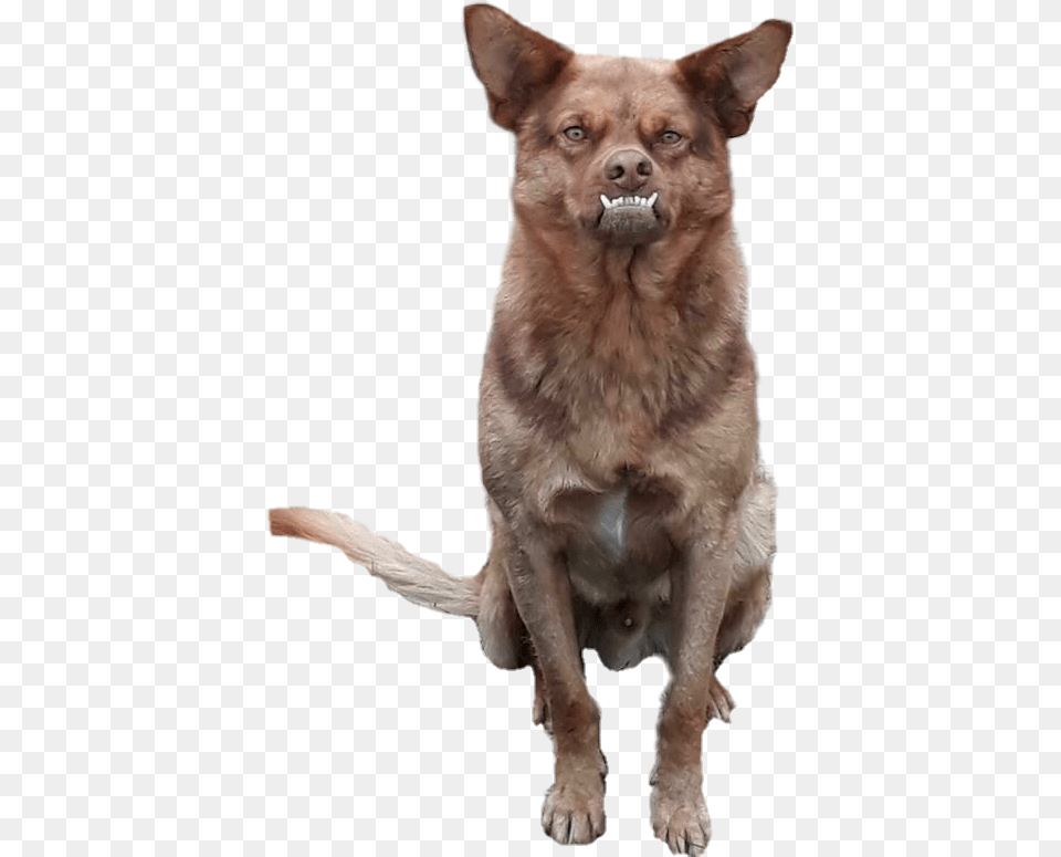 Chilaquil Perro Funny Dog Chilaquil, Animal, Canine, Mammal, Pet Png