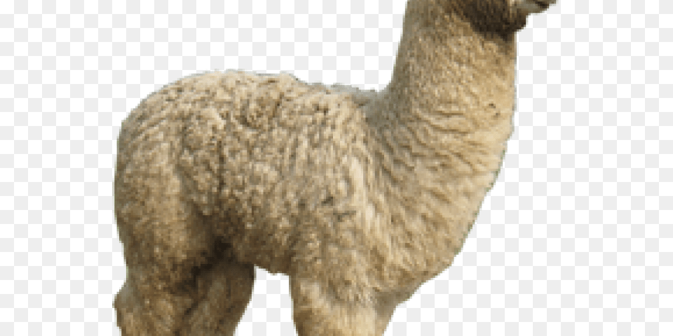 Child, Animal, Mammal, Llama, Cat Free Png Download