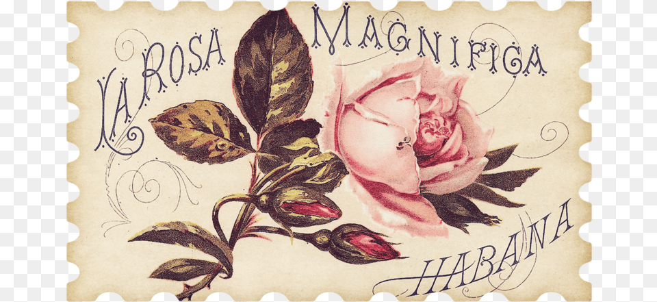 Children And Flowers Pink Rose Antique Label Magnets, Envelope, Mail, Pattern, Text Free Png Download