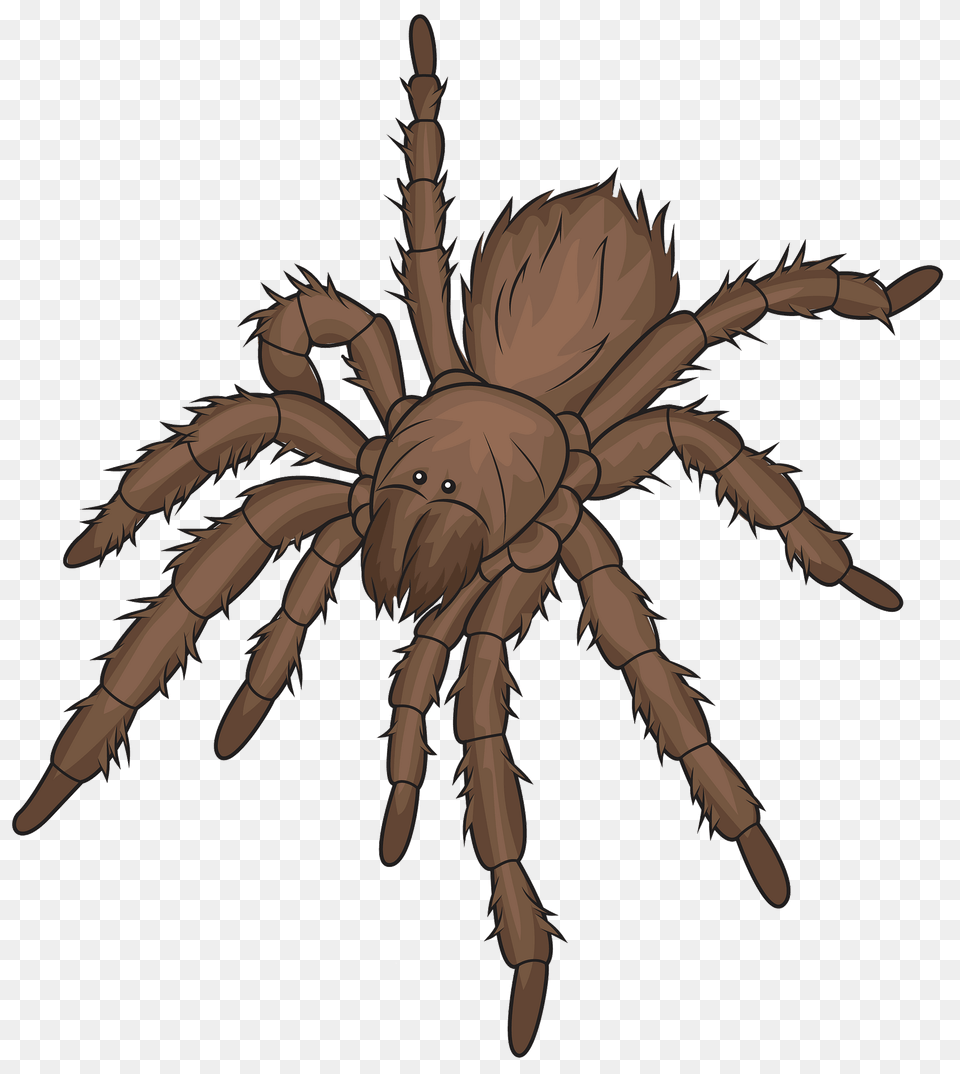Chilean Rose Tarantula Clipart, Animal, Invertebrate, Spider, Insect Free Png