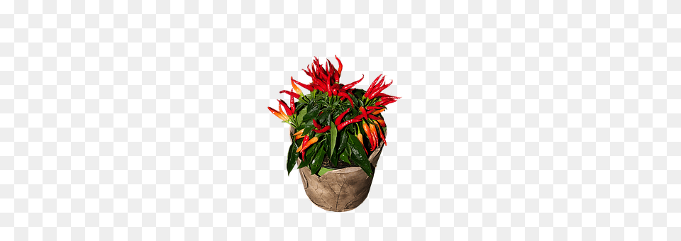 Chili Flower, Flower Arrangement, Plant, Flower Bouquet Png Image