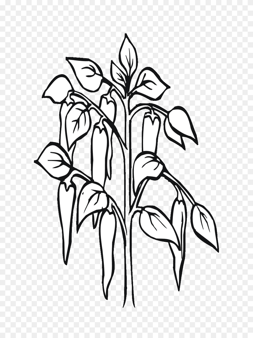 Chili Clipart Black And White, Art, Plant, Flower, Graphics Free Png Download