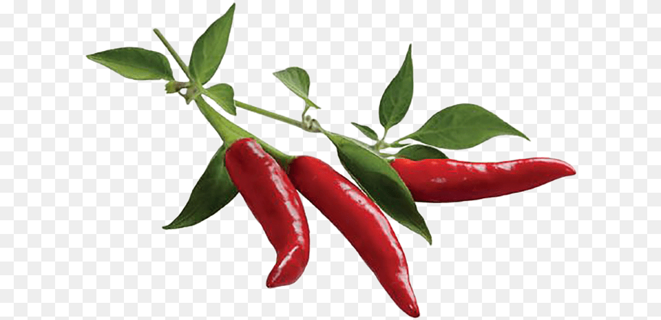 Chili Pepper, Plant, Food, Produce, Vegetable Png