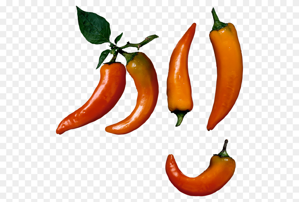 Chili Pepper Transparent Food, Plant, Produce, Vegetable Png Image