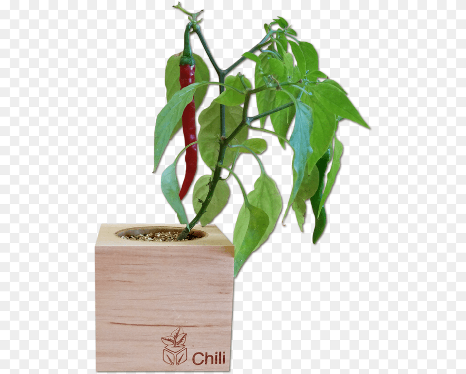 Chili Plant, Leaf, Potted Plant, Flower, Flower Arrangement Png