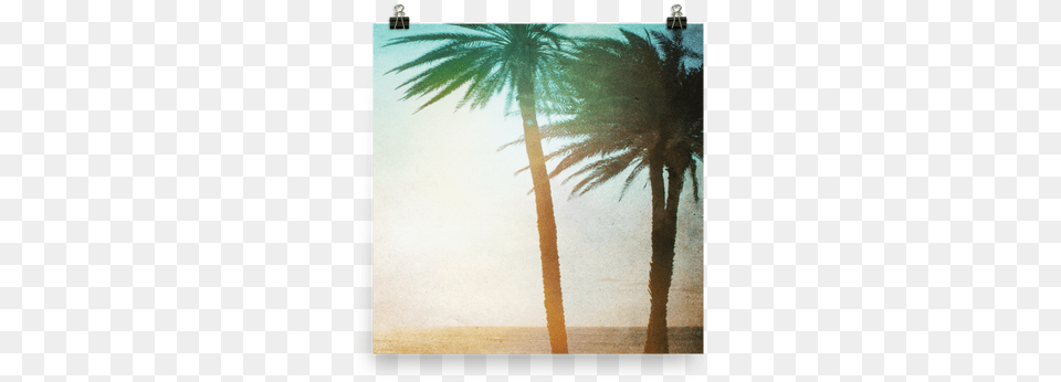 Chill Cases By Kate Borassus Flabellifer, Plant, Palm Tree, Tree, Summer Free Png Download