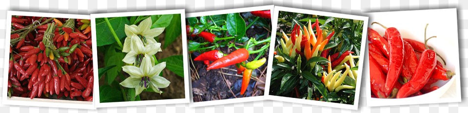 Chilli Chili Pepper, Art, Collage, Plant, Food Png