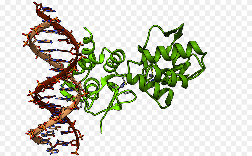 Chimera Render Of Protein From Pdb, Person, Art Free Transparent Png