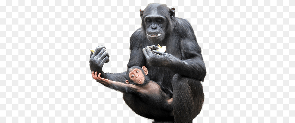 Chimfunshi Chimpanzs, Animal, Ape, Mammal, Wildlife Png Image