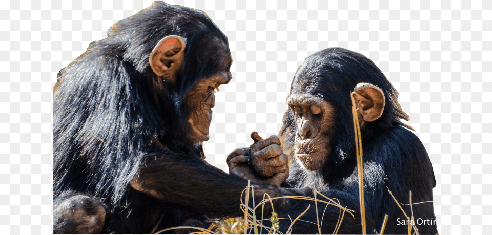 Chimfunshi Gibt Schimpansen In Not Ein Zuhause U2013 Home For Sharing, Animal, Ape, Mammal, Monkey Free Transparent Png