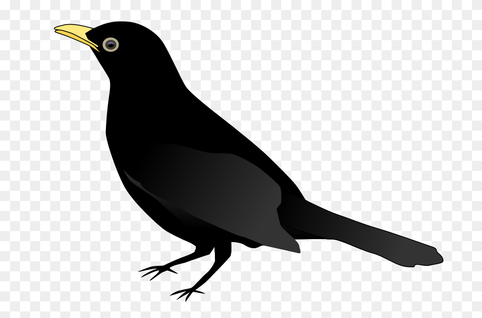 Chimney Swift, Animal, Beak, Bird, Blackbird Free Png