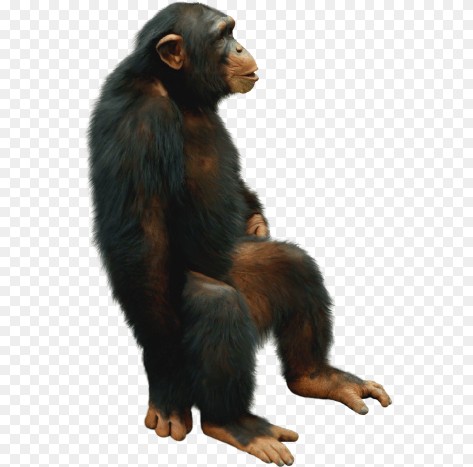 Chimp Chimpanzee Sitting Freetoedit Chimpanzee, Animal, Ape, Mammal, Wildlife Png
