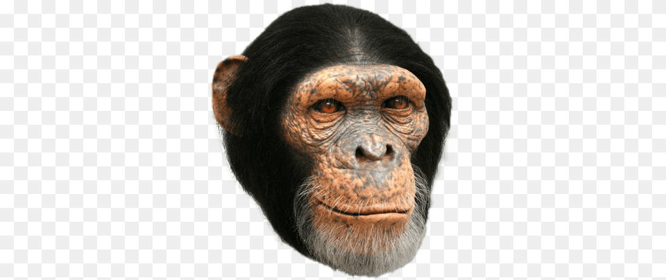 Chimp Design, Animal, Ape, Mammal, Wildlife Free Png