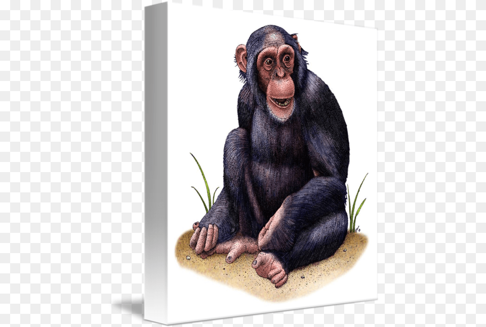 Chimp Drawing Christmas Transparent Chimpanzee Drawing, Animal, Ape, Mammal, Wildlife Png Image