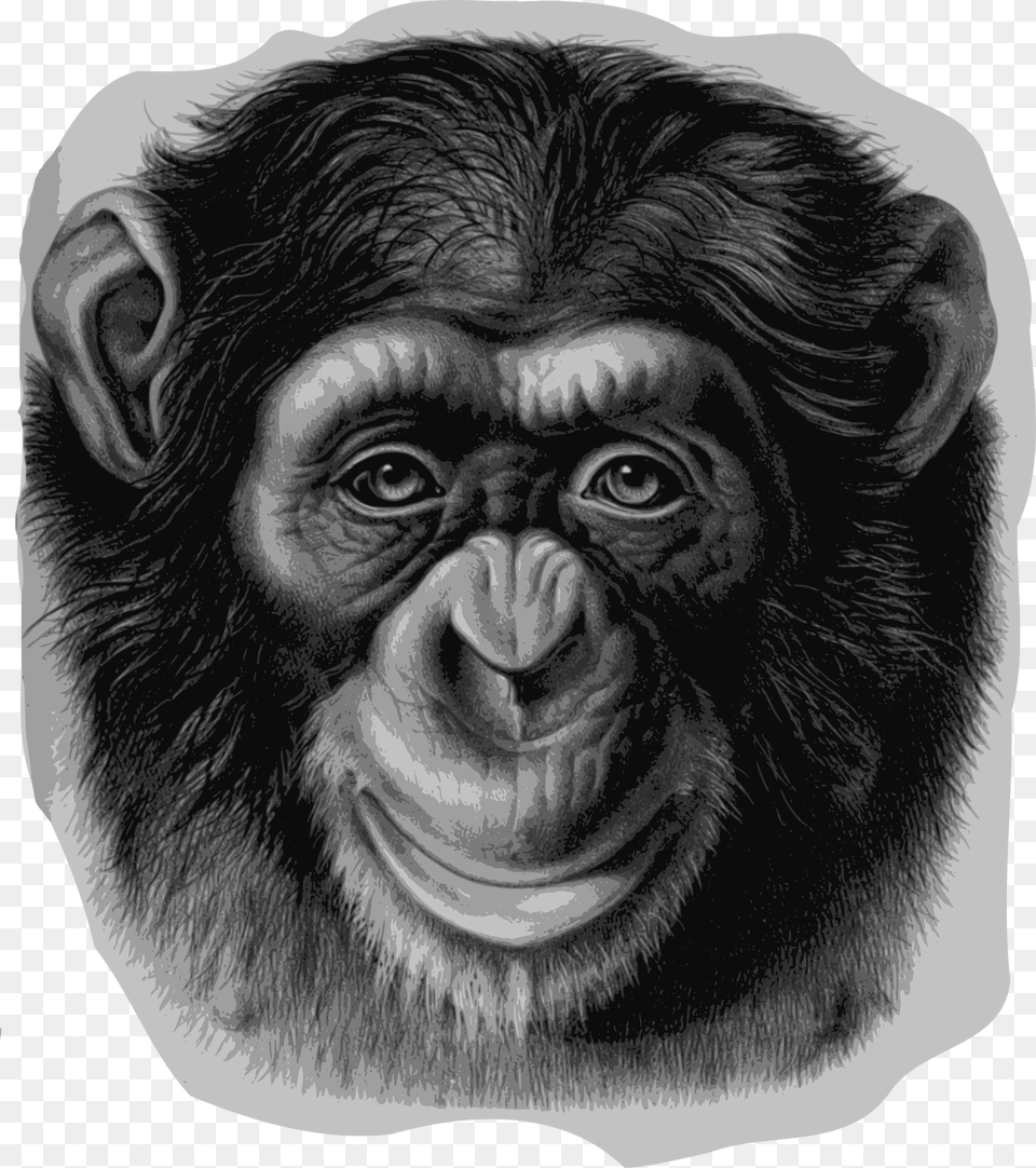 Chimp Drawing Eye Monkey Head, Wildlife, Animal, Ape, Mammal Png Image
