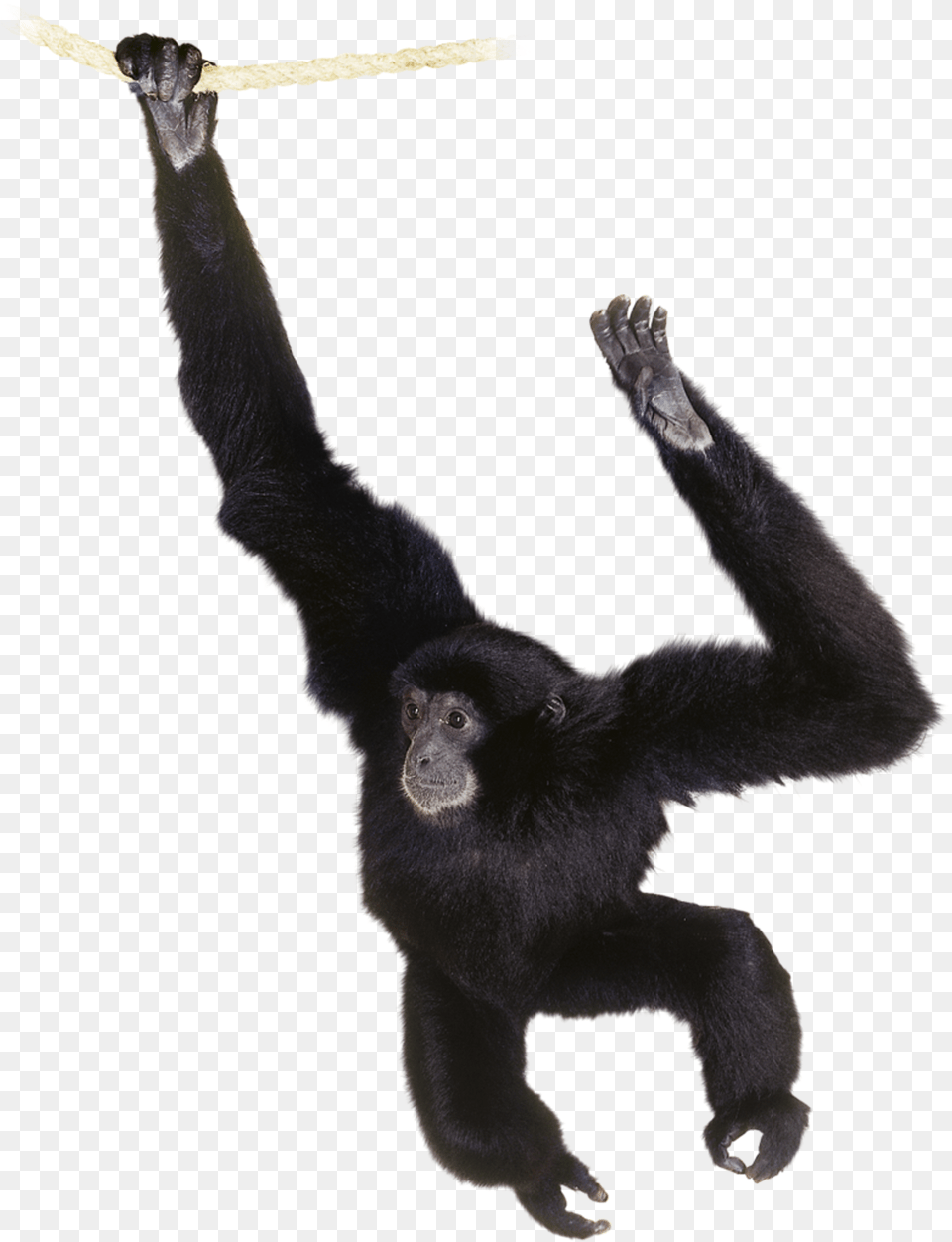 Chimp Drawing Gibbon Gibbon, Animal, Ape, Mammal, Wildlife Free Transparent Png