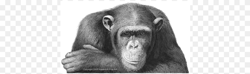 Chimp Drawing Pencil Jetprint, Animal, Ape, Mammal, Wildlife Free Png Download