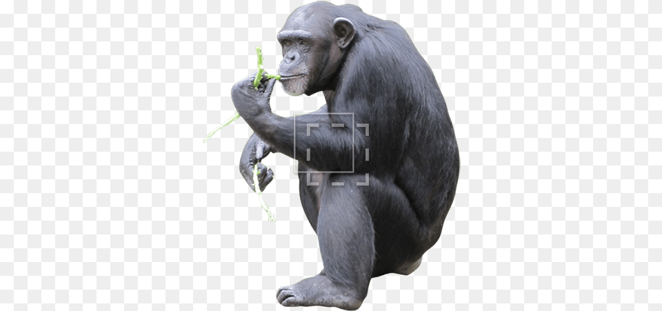 Chimp Eating Macaque, Animal, Ape, Mammal, Monkey Png