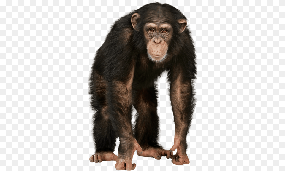 Chimp On White Background, Animal, Mammal, Monkey, Wildlife Free Transparent Png