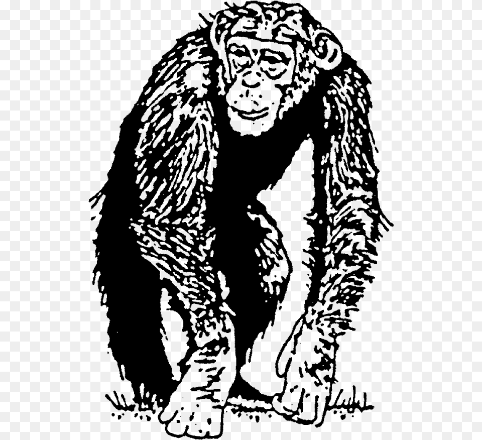Chimp Rubber Stamptitle Chimp Rubber Stamp Endowment Effects In Chimpanzees, Gray Free Png Download