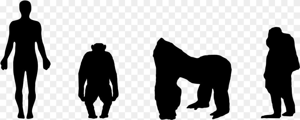 Chimp To Human Silhouette, Gray Png