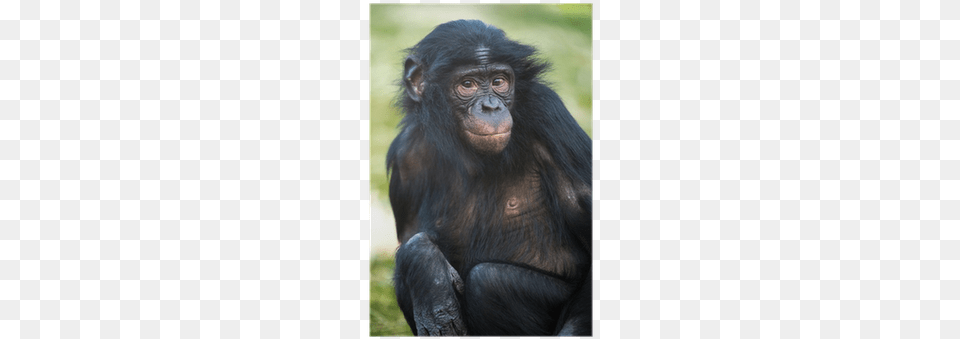 Chimpanzee, Animal, Ape, Mammal, Monkey Png