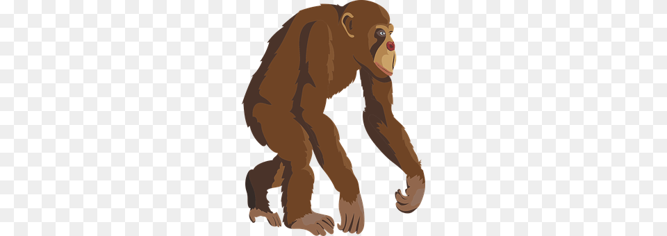 Chimpanzee Person, Animal, Ape, Mammal Png Image