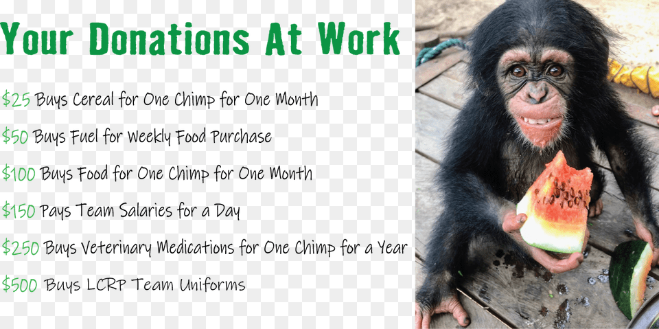 Chimpanzee, Animal, Monkey, Wildlife, Mammal Free Transparent Png
