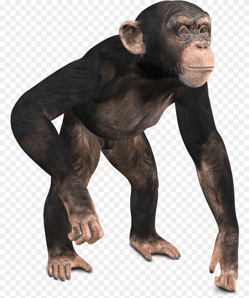 Chimpanzee 3d Model Monkey 3d Model, Animal, Ape, Mammal, Wildlife Png Image