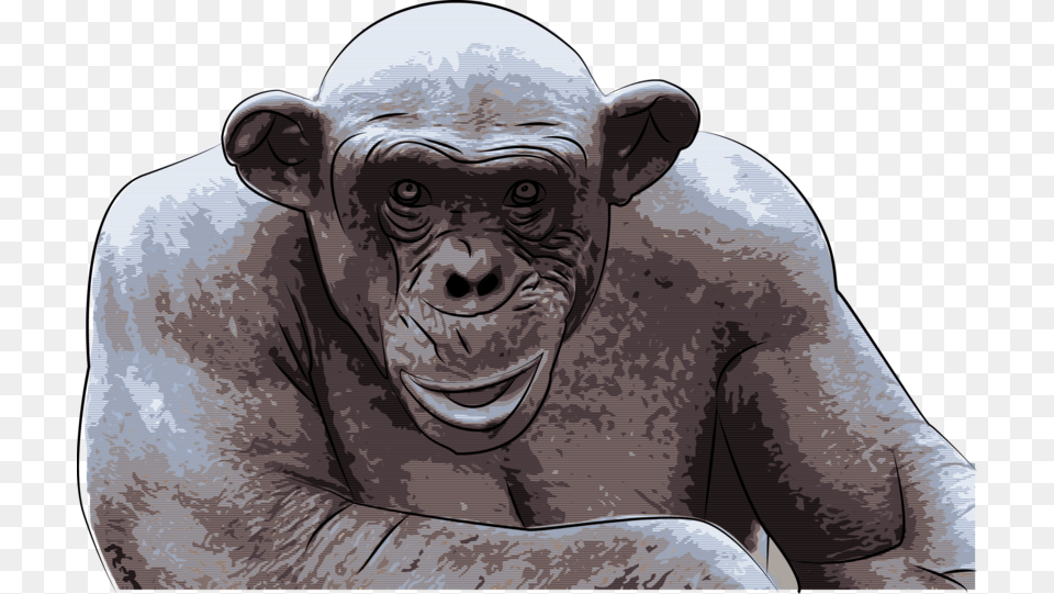 Chimpanzee Ashes Hairless Chimp, Wildlife, Animal, Ape, Mammal Png Image