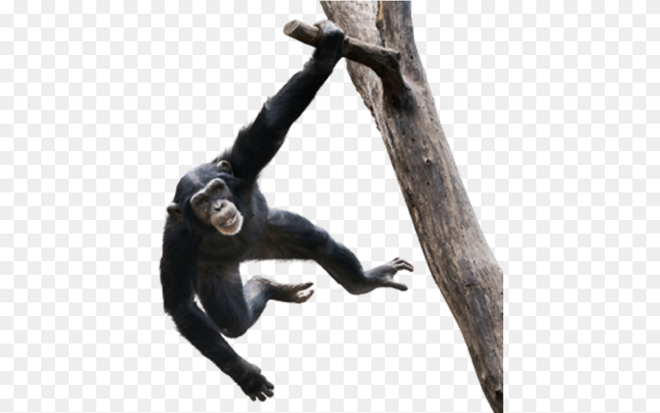 Chimpanzee Chimpanzee Swinging In Tree, Animal, Ape, Mammal, Monkey Free Png