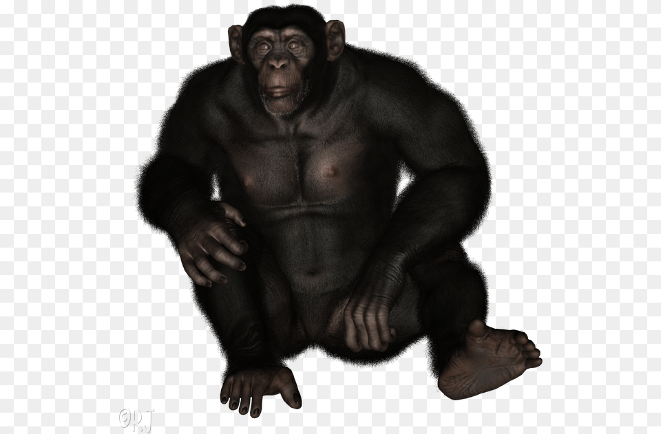 Chimpanzee Common Chimpanzee, Animal, Ape, Mammal, Wildlife Png Image