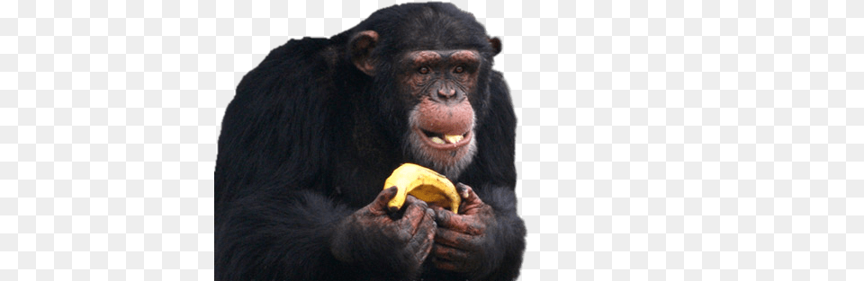 Chimpanzee Eating Banana, Animal, Produce, Plant, Monkey Free Transparent Png