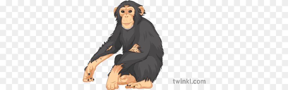 Chimpanzee General Wild Animals Monkey Jungle Secondary Language, Animal, Ape, Mammal, Wildlife Png Image