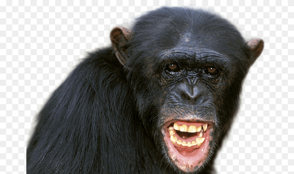 Chimpanzee Chimpanzee Alpha Male, Animal, Ape, Mammal, Wildlife Png Image
