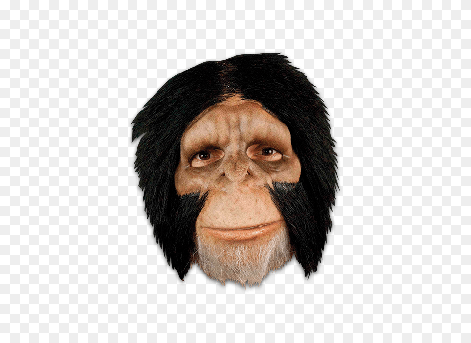 Chimpanzee Monkey Hair, Adult, Person, Man, Male Free Png Download