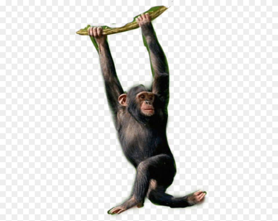 Chimpanzee Monkey Monkeys Chimps Primates Chimpanzee Hanging On Tree, Animal, Mammal, Wildlife, Ape Free Transparent Png